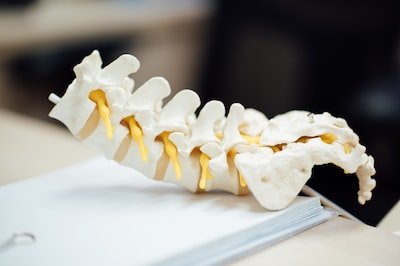 cervical spine showing discs